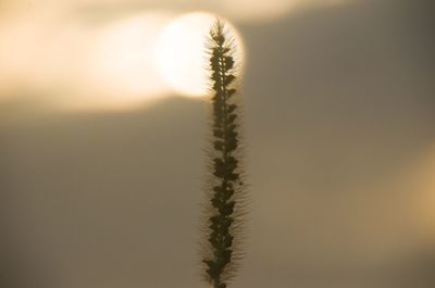 Close-up of plant at sunset