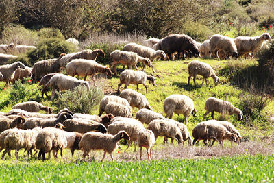 Sheep grazing on field