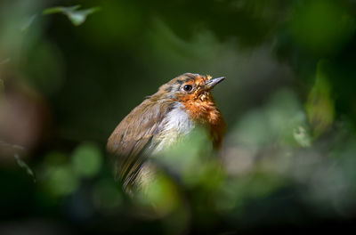 Close-up of a bird perching