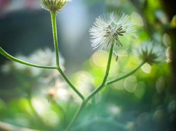 Close-up of white dandelion flower