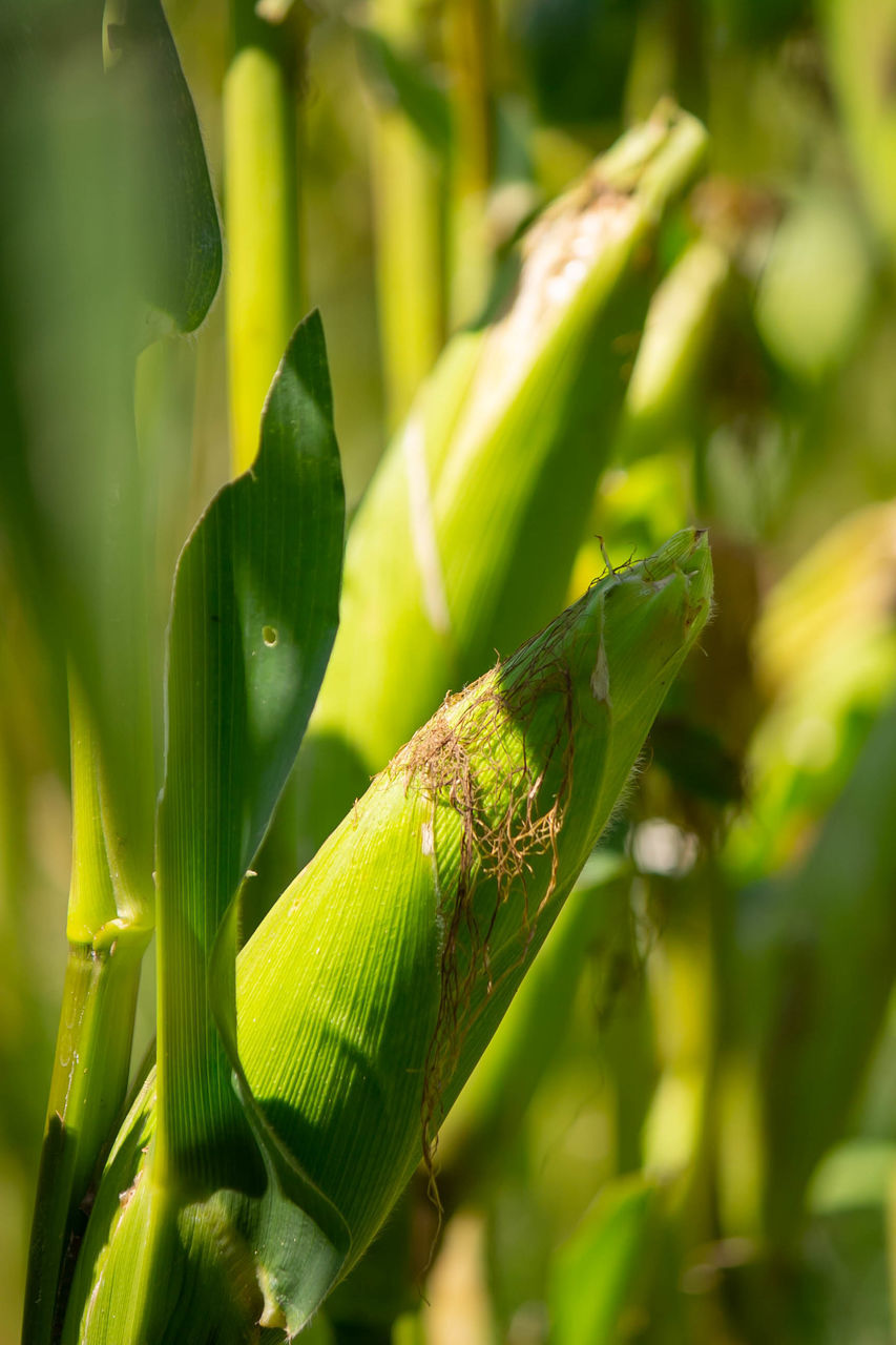 CLOSE-UP OF GREEN INSECT