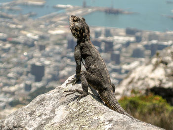 Close-up of lizard on rock