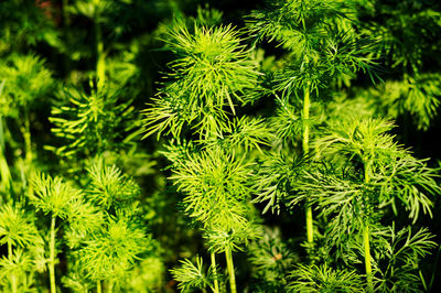 Close-up of pine tree