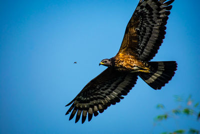 Low angle view of eagle flying against clear blue sky