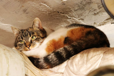 High angle view of cat resting