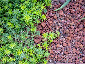 High angle view of plant growing on field