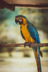 Blue macaw parrot from amazon