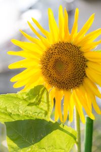 Close-up of sunflower