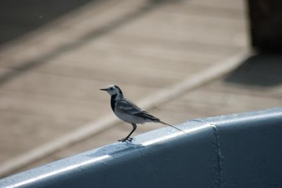 Close-up of bird perching on retaining wall