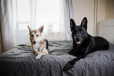Portrait of dog sitting on bed at home