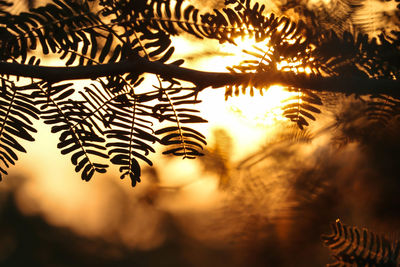 Close-up of silhouette leaves against sky during sunset