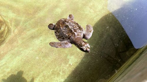 Close-up of turtle