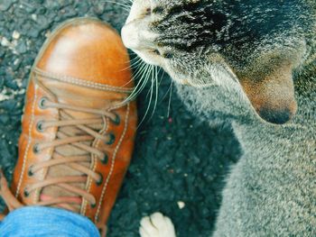 Close-up of tabby cat outdoors