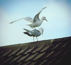 Low angle view of seagulls perching on railing