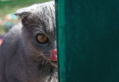 Close-up of a cat