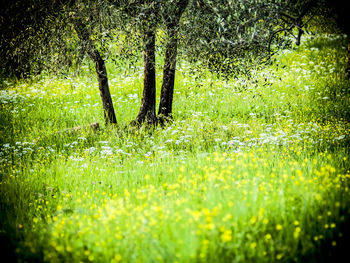 Trees growing in field