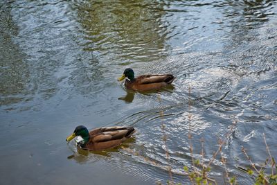 Ducks swimming in a lake