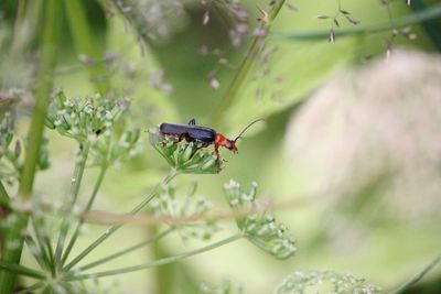 Close-up of insect on flower