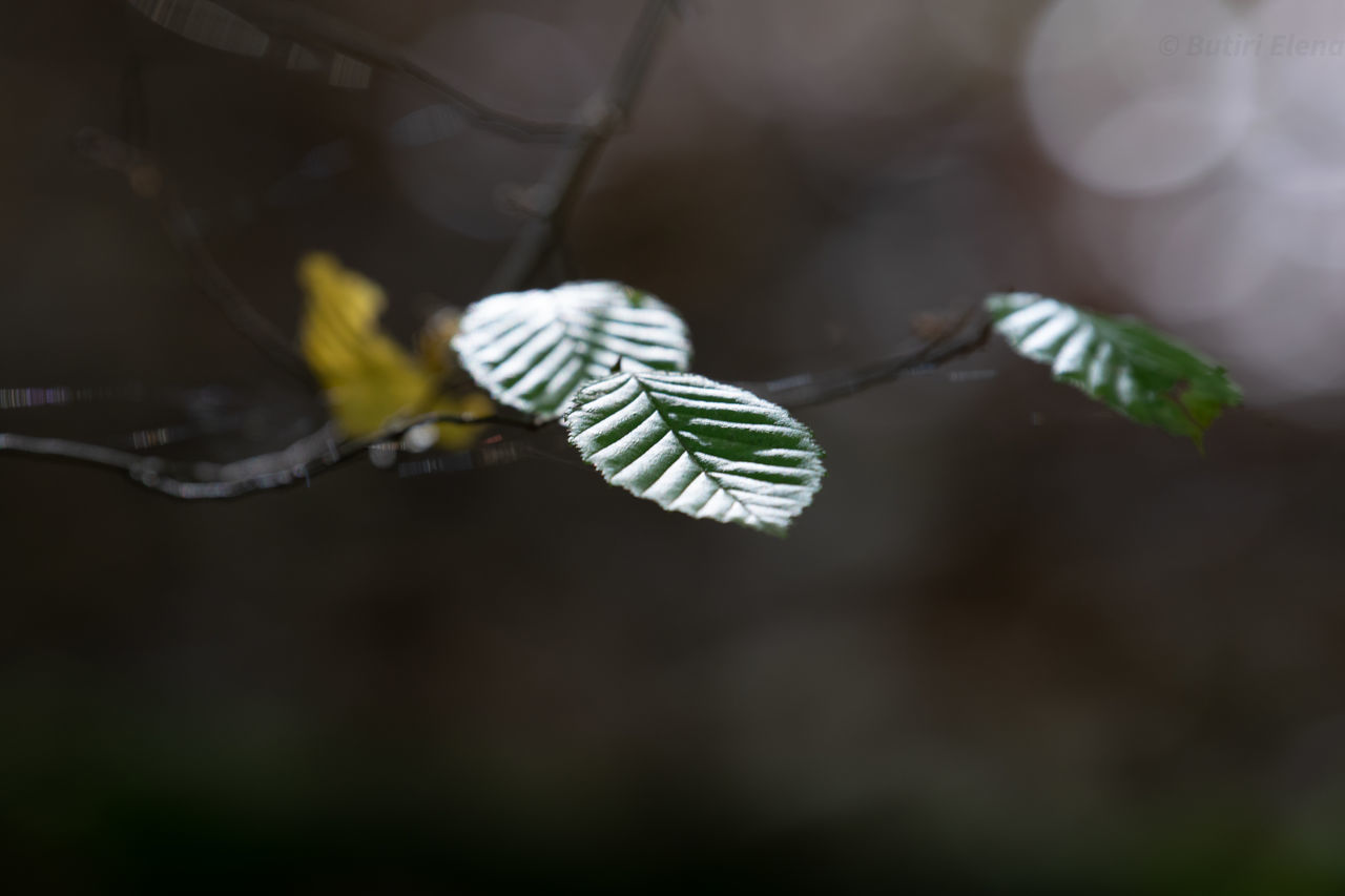 CLOSE-UP OF LEAVES ON BRANCH