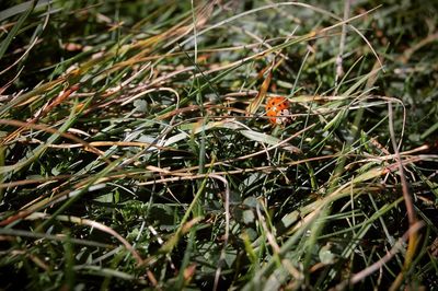 Close-up of lizard on grass