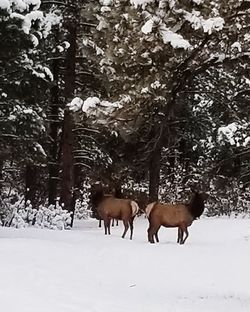 Horses standing on snow covered land