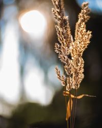 Close-up of stalks against blurred background