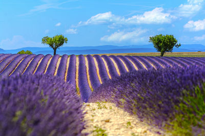 Scenic view of lavender field against sky