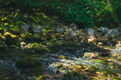 Stream flowing through forest