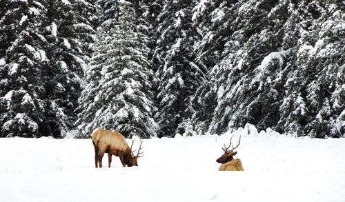 Horses on snow covered field