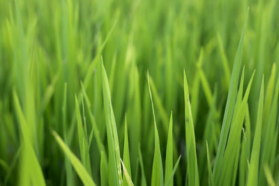 Close-up of grass