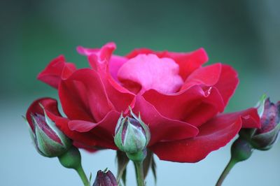 Close-up of pink rose