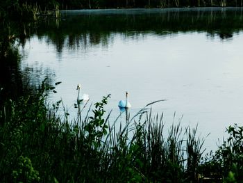 Bird flying over lake