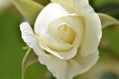 Close-up of yellow rose blooming outdoors