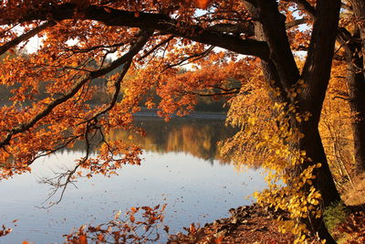 Reflection of trees in lake against sky