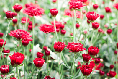 Close-up of red flowering plants