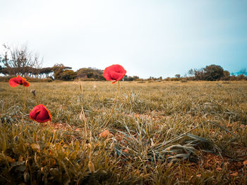 Red poppies on field against clear sky