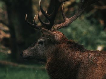 Close-up of deer