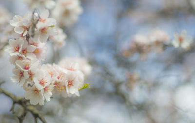 Close-up of white cherry blossom tree