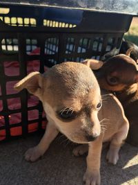 Close-up of puppy looking at camera