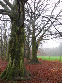 Bare trees on field