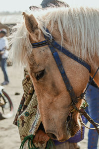 Horse expression while standing on field