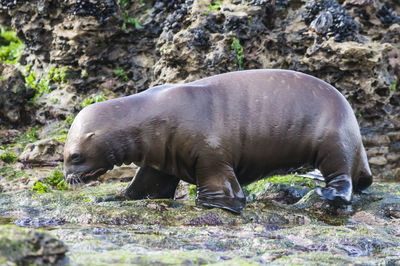 Close-up of seal