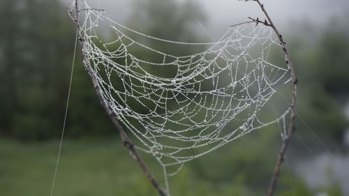 Close-up of wet spider web