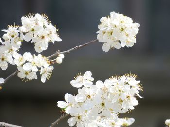 Close-up of white cherry blossom tree