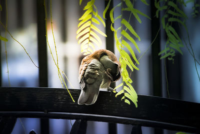 View of bird perching on railing