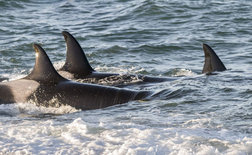 Close-up of whale swimming in sea