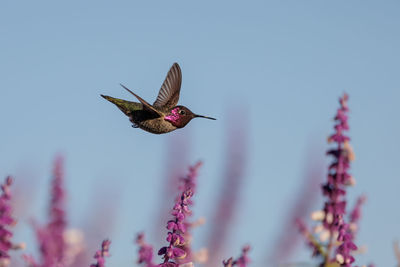 Low angle view of bird flying against sky