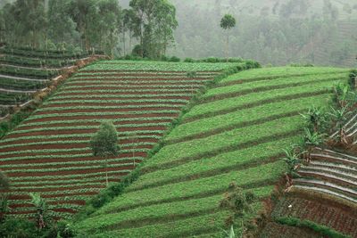 High angle view of agricultural field