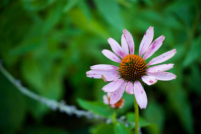 Close-up of purple flower