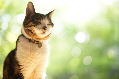 pet